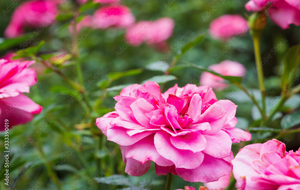 Beautiful colorful pink roses flower in the garden Beautiful colorful pink roses flower in the garden