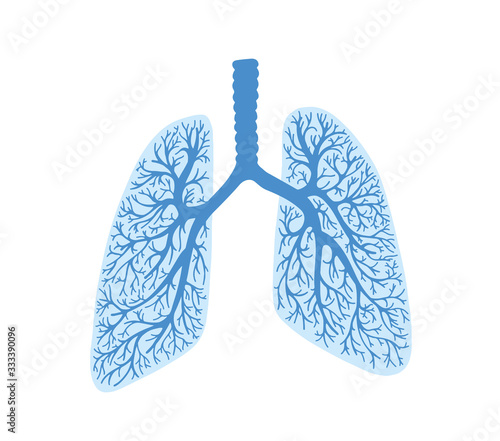 lungs - part of the human body, respiratory organ