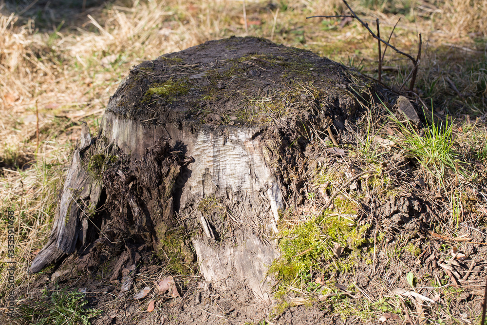 Fototapeta premium old stump and moss closeup 