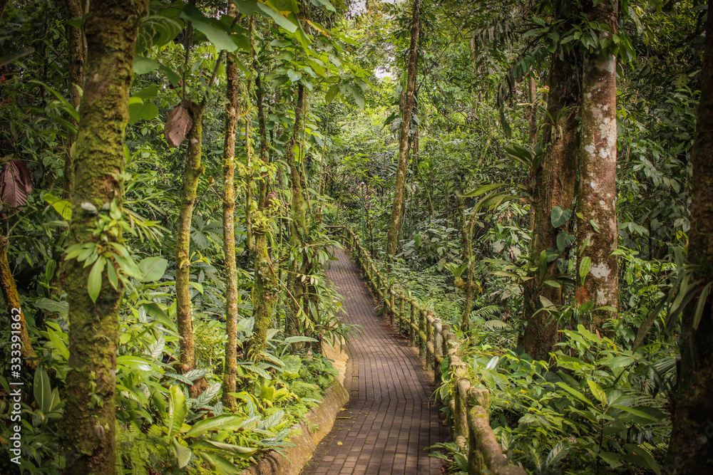 chemin au milieu de la forêt tropical que costa rica - obrazy, fototapety, plakaty 