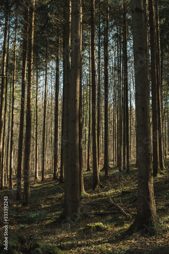 Pine forest background. Nature texture. Woods landscape. Schlieren, Zurich, Switzerland. © Borislav
