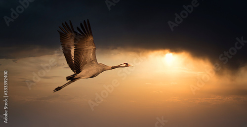 Common Crane - Grus grus, beautiful large bird from Euroasian fields and flying in the sunset, amazing magical photo. photo