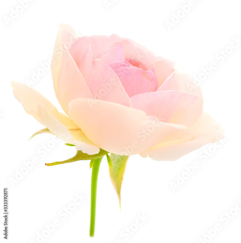 Fototapeta Naklejka Na Ścianę i Meble -  Pink rose flower.