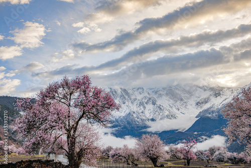 Nyingchi (Linzhi) landscape with peach blossoms in Tibet China.  photo