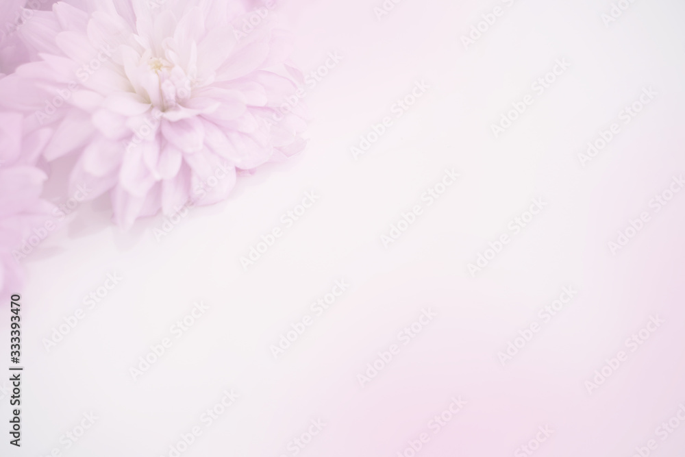 合成用背景　菊（ピンク）　生花　模様
