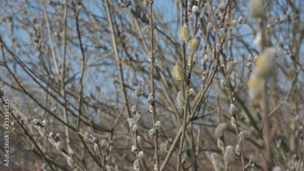 Early spring white willow catkins on a sunny day Early spring white willow catkins on a sunny day