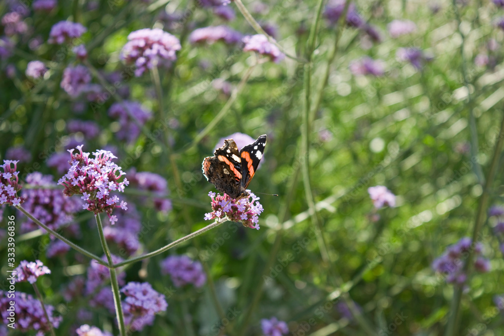 Butterfly on flower with spring background Butterfly on flower with spring background