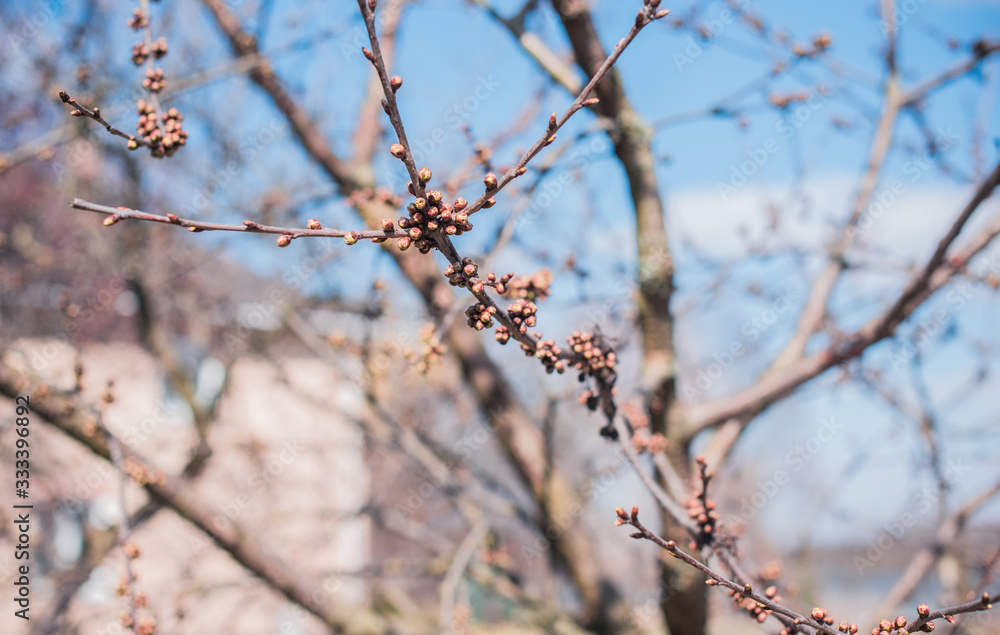 Early spring sweet cherry tree in garden. Gardening concept Early spring sweet cherry tree in garden. Gardening concept
