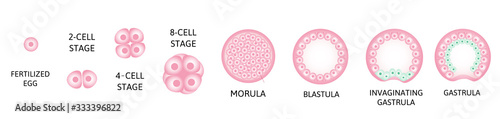 Human embryonic development, or human embryogenesis from zygota to gastrula.