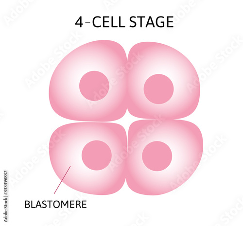 Human embryonic development, or human embryogenesis from zygota to gastrula.