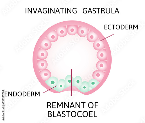 the process of gastrulation. Remnant of blastocoel, invaginating, endoderm, ectoderm,