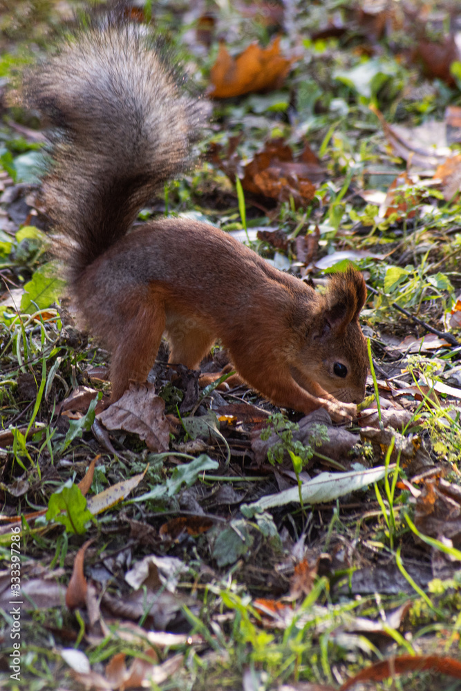Vertical background wirh squirrel is looking for food in the foliage Vertical background wirh squirrel is looking for food in the foliage