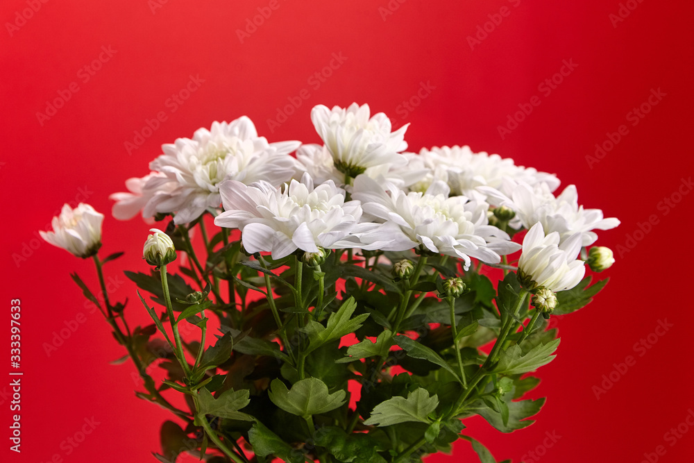 Chrysanthemum plant. White chrysanthemum flowers, bouquet, houseplant on red background Chrysanthemum plant. White chrysanthemum flowers, bouquet, houseplant on red background