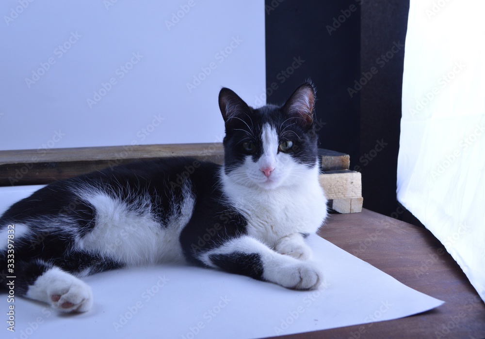 a beautiful cat lies on the table and looks right at you a beautiful cat lies on the table and looks right at you