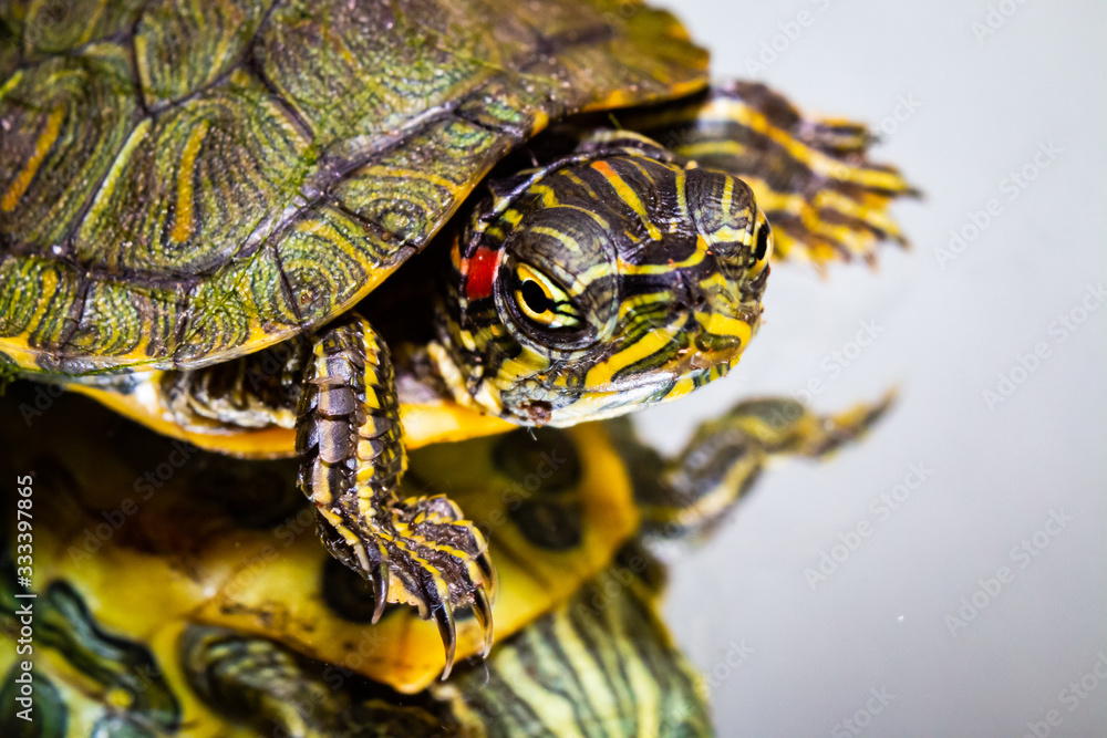 Obraz premium Turtle on mirror