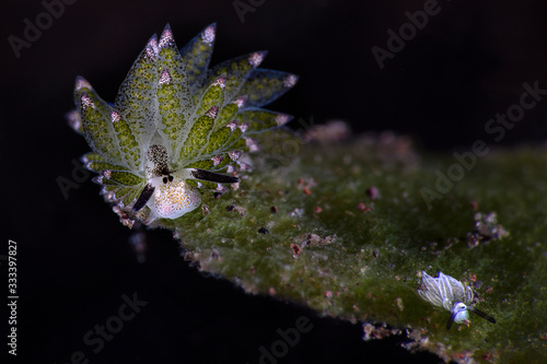 Leaf Sheep (Costasiella sp.) and Rabbit Costasiella (Costasiella usagi). Underwater macro photography from Tulamben, Bai, Indonesia