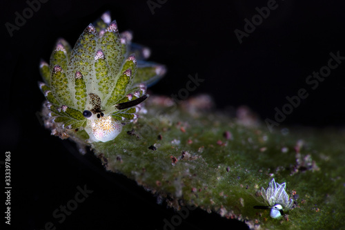 Leaf Sheep (Costasiella sp.) and Rabbit Costasiella (Costasiella usagi). Underwater macro photography from Tulamben, Bai, Indonesia