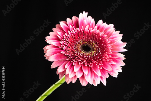 Gerbera red pink flower closeup  plant with pink petals on black background