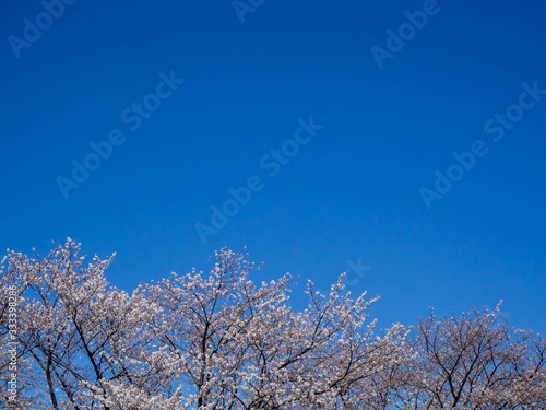 満開の桜と澄んだ青い空