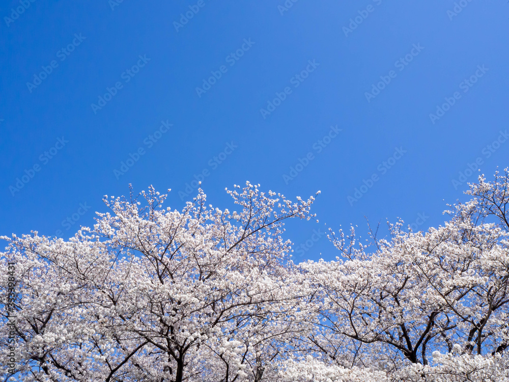 満開の桜と澄んだ青い空