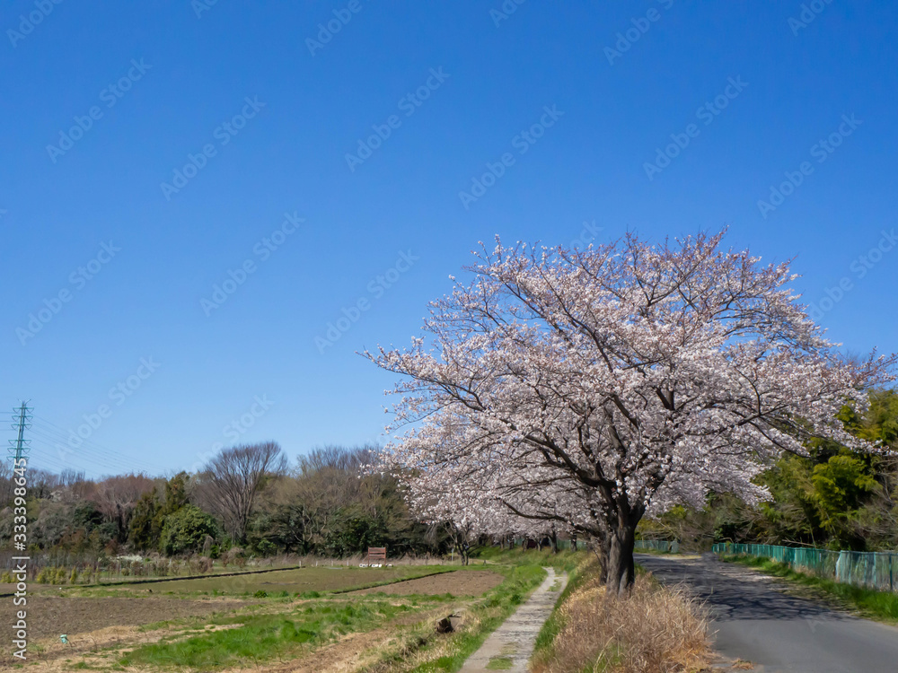 埼玉県見沼田んぼの満開のソメイヨシノの桜並木