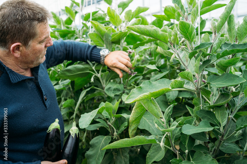 Male farmer checking and harvesting black eggplant or aubergines in his organic production greenhouse in Almería.