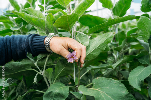 Man farmer checking and harvesting black eggplant or aubergines in his organic production greenhouse in Almería.