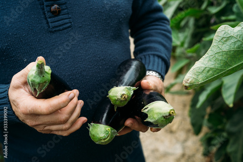 Male farmer holding freshly harvested black eggplant or aubergines in his organic production greenhouse in Almeria