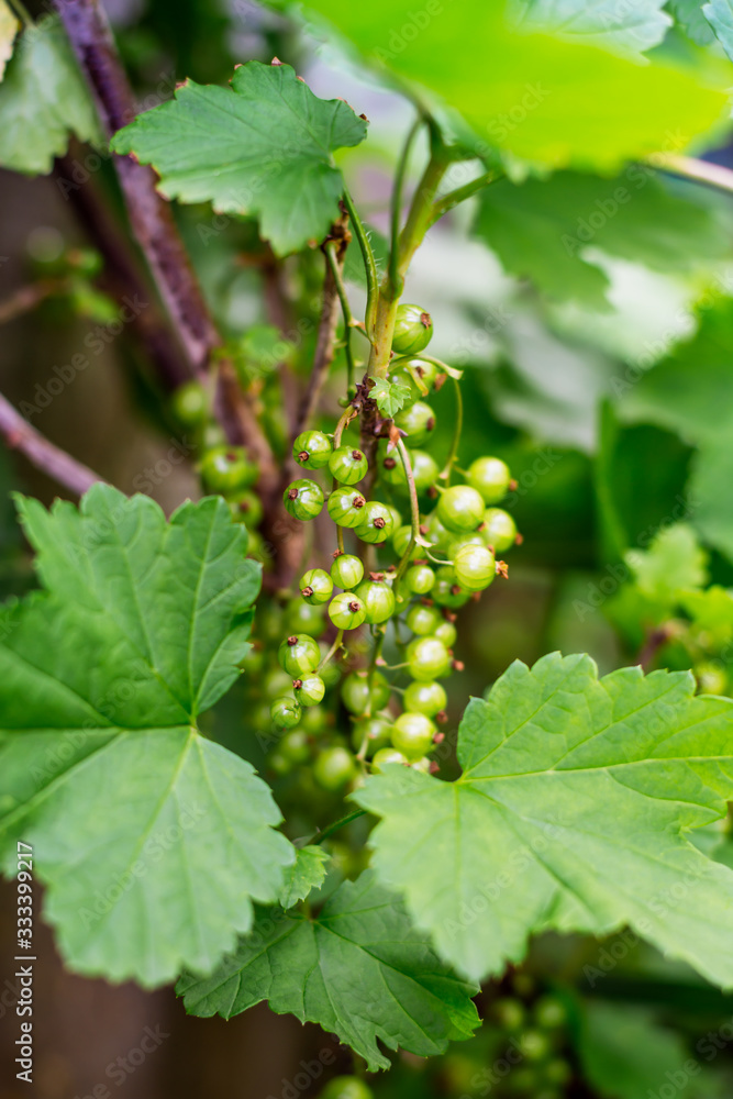 Green unripe bunch of red black redcurrant currant bush tree plant leaves Green unripe bunch of red black redcurrant currant bush tree plant leaves
