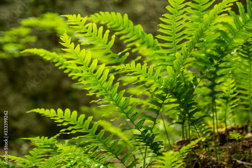 Leaves of the fern. The leaves of the green fern in the forest. Natural background.Ferns in woods