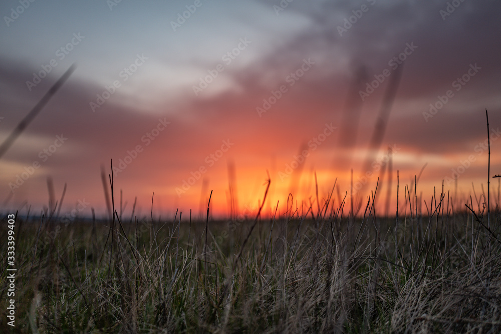 Fototapeta premium sunset over field