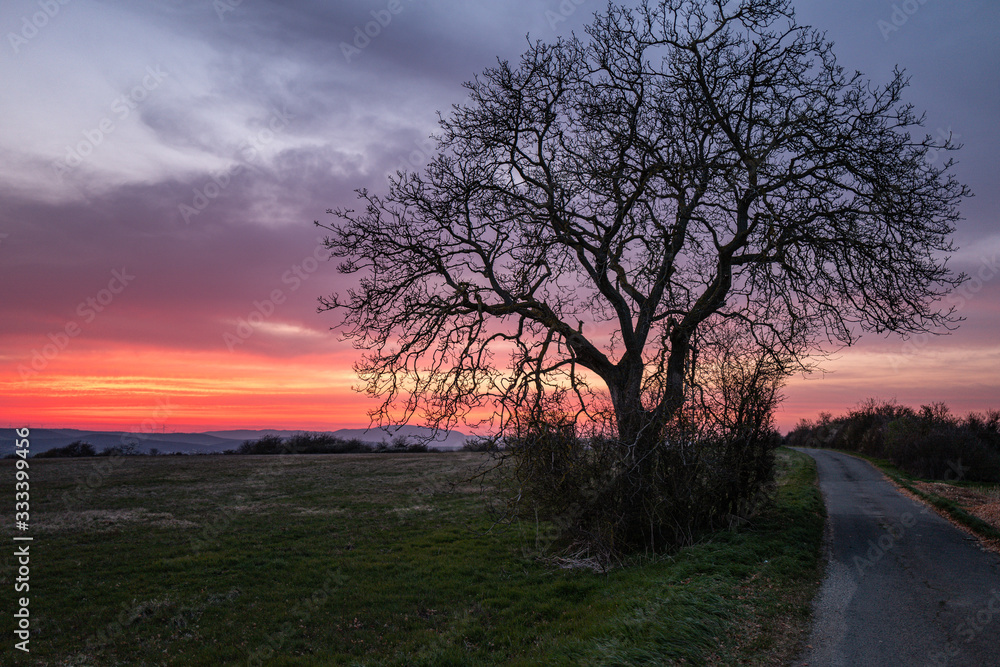single tree at sunset