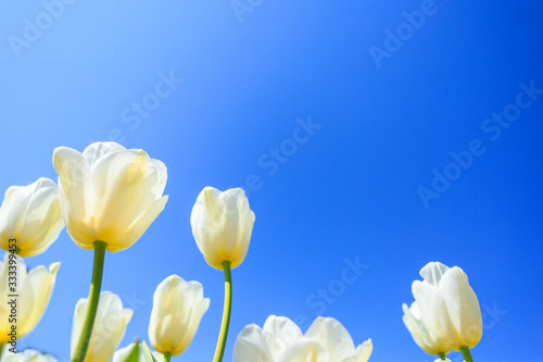 Fototapeta Naklejka Na Ścianę i Meble -  white spring tulips in a flower garden on a sunny day against a blue sky.