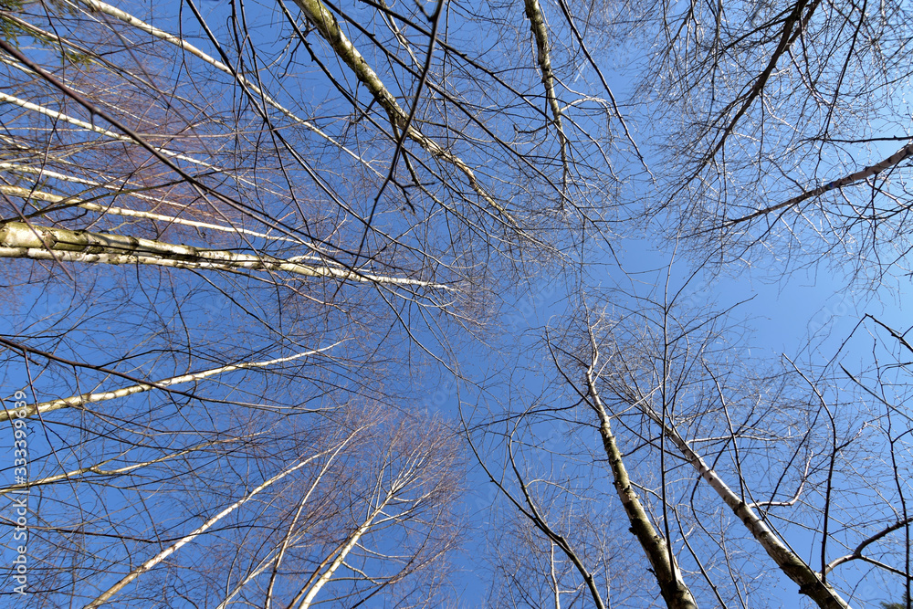 Obraz premium Birkenwald