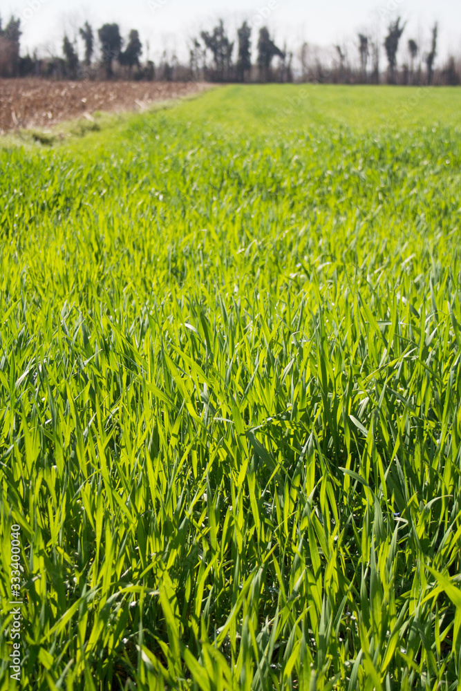 Cereal plants growing in the field on a sunny day. Italian countryside on springtime Cereal plants growing in the field on a sunny day. Italian countryside on springtime