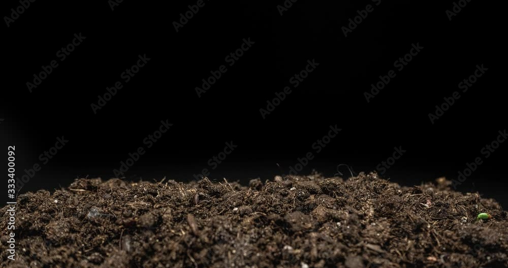 time lapse of growing seeds of clover from the soil on the black background time lapse of growing seeds of clover from the soil on the black background