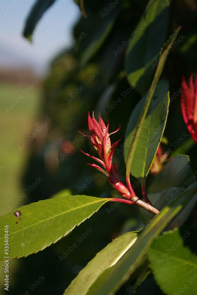 Red Robin Photinia hedge with new fresh red leaves growing on branches. Photinia x fraseri in the garden on springtime season