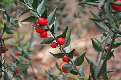 Butcher's Broom branches with many ripe red berries. Ruscus aculeatus bush on winter season  photo