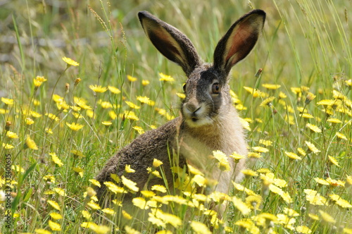 European hare (Lepus europaeus), also known as the brown hare and flowers