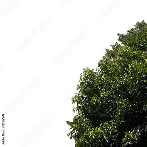 green leaf tree isolated on white background in rightside of the picture