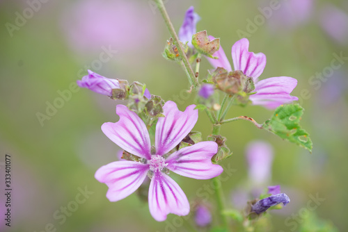 Fiori rosa e viola in un giardino di primavera © Stefano