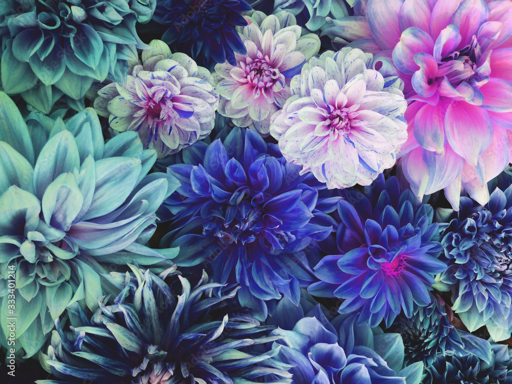 Beautiful fresh colorful blue, white and purple dahlia flowers in full bloom. Beautiful fresh colorful blue, white and purple dahlia flowers in full bloom.