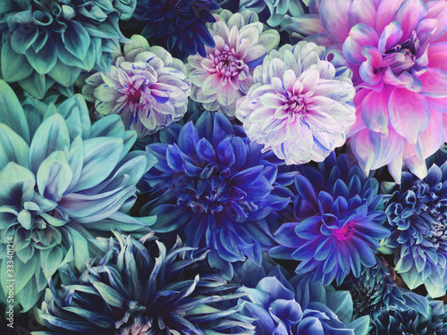Beautiful fresh colorful blue, white and purple dahlia flowers in full bloom. © Iryna