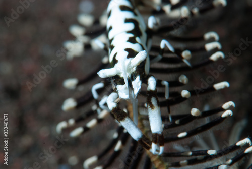 Ambon Crinoid Shrimp (Laomenes amboinensis) photo