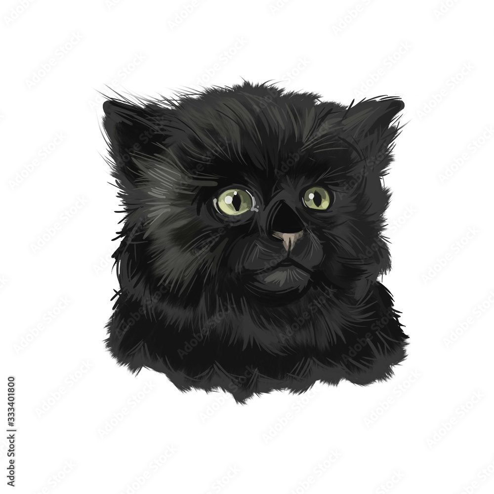 Fototapeta premium York Chocolate American breed of show cat, with long, fluffy black coat. Digital art illustration pussy kitten portrait, fluffy domestic pet t-shirt print hand drawn tabby, domestic long-haired cat