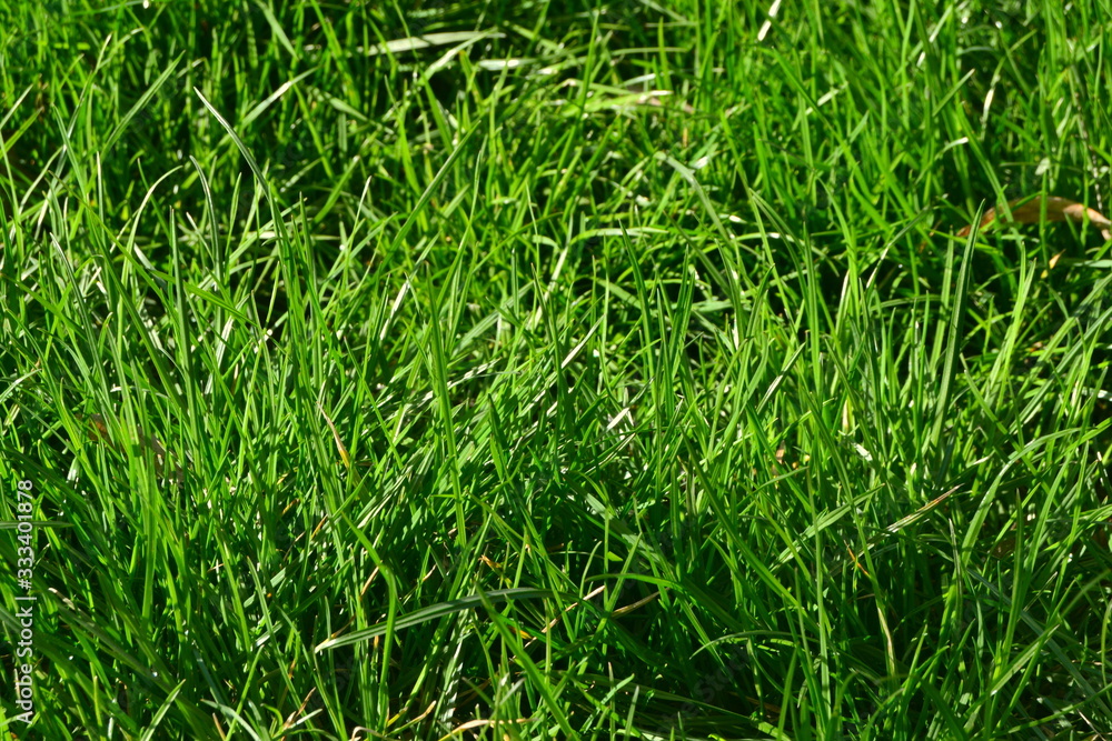green grass background green grass background