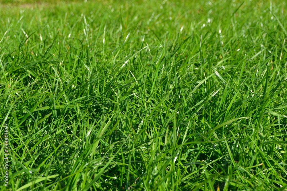 green grass background green grass background