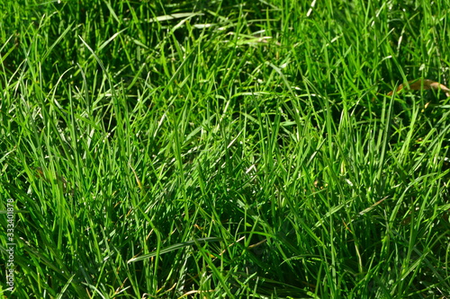 green grass background