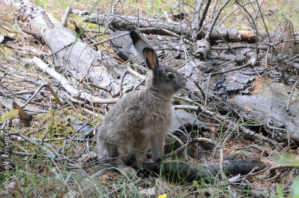 Obraz premium European hare (Lepus europaeus), also known as the brown hare and flowers