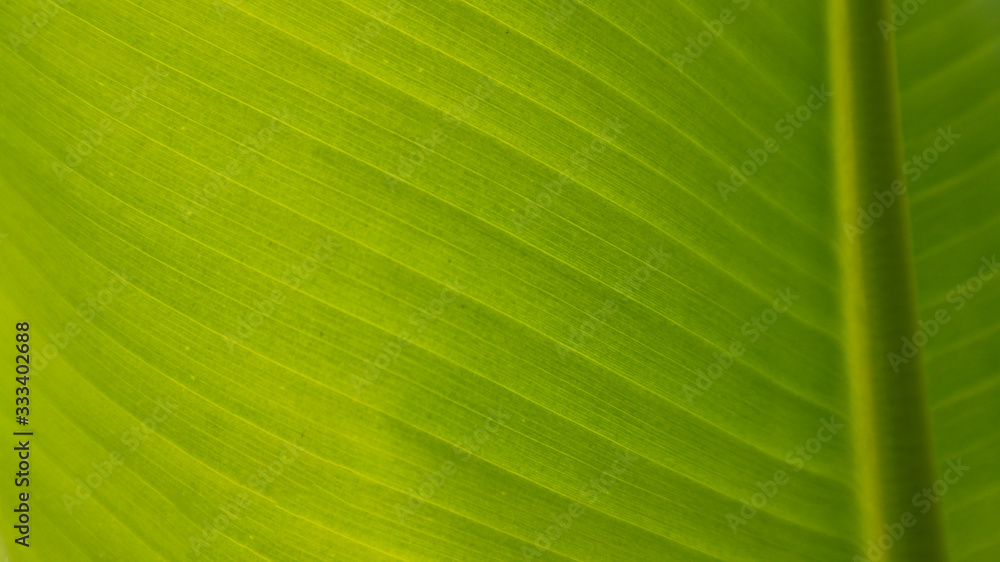 background texture of banana leaf for your design